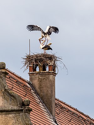 Mating storks on the nest