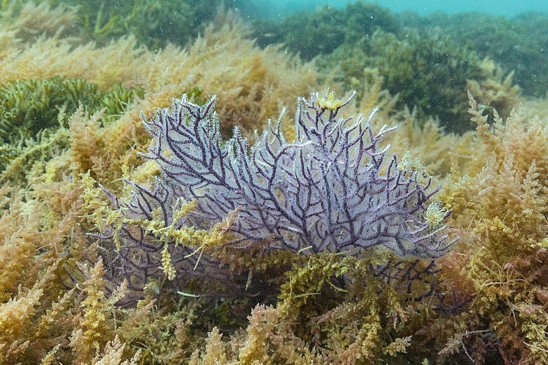 File:Gorgonia anaranjada (Leptogorgia sarmentosa), Parque natural de la Arrábida, Portugal, 2020-07-31, DD 71.jpg