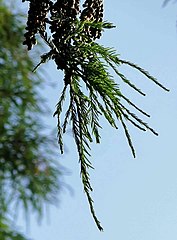 New buds grow on the male inflorescence axis