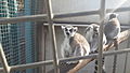 Lemur catta in Petah Tikva zoo