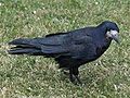 Corvus frugilegus (cat.)