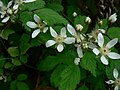 Rubus ursinus