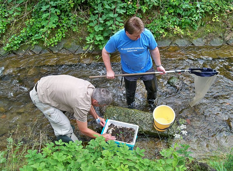 File:Zoobentos sampling Krippenbach.jpg