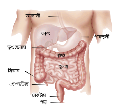 Human digestive system (in Bengali)