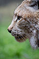 ◆2013/04-68 ◆Category File:Lynx lynx - 05.jpg uploaded by Kadellar, nominated by Kadellar