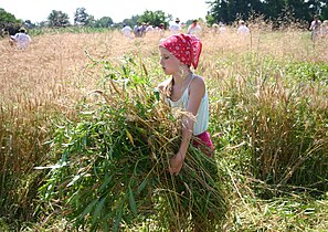 Harvesting wheat, Slovenia