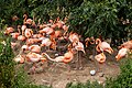 * Nomination: Phoenicopterus ruber in Chester Zoo --Mike Peel 19:46, 19 July 2023 (UTC) * * Review needed