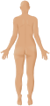 SVG female_back_3d-shaded_human_illustration