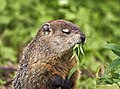 * Nomination Groundhog eating leaves --Pdanese 01:44, 19 August 2023 (UTC) * Promotion  Support Good quality. --Poco a poco 02:29, 19 August 2023 (UTC)