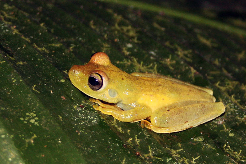 File:Fleischmann's glass frog.JPG