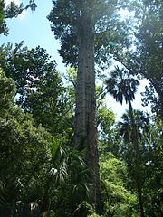 "The Senator", Big Tree Park, Longwood, Florida