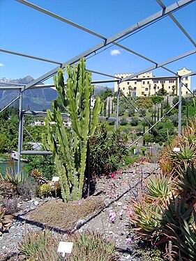 Meran Schloss Trautmannsdf Kaktusanlage