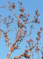 The dead leaves on the branches in winter