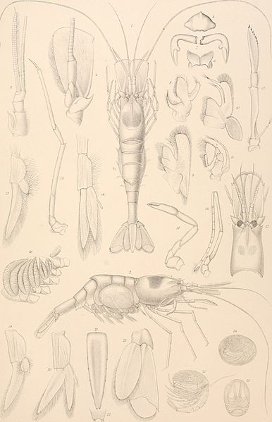 File:Den Norske Nordhavs-expedition, 1876-1878 (1880-1901) (20671151120).jpg