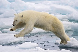 #5:Polar Bear (Ursus maritimus) jumping, in Spitsbergen Island, Svalbard, Norway. – انتساب: Arturo de Frias Marques (CC BY-SA 4.0)