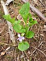 Viola mirabilis in the spring in Finland.