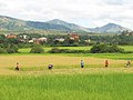 rice crop, Madagascar