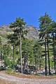 Pinus nigra subsp. salzmannii var. corsicana, Corsica