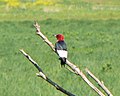 Red-headed Woodpecker (Melanerpes erythrocephalus