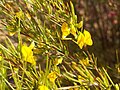 Flower Rooibosteaplant (Aspalathus linearis), Clanwilliam, Southafrica