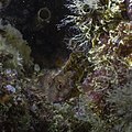 * Nomination Tentacled blenny (Parablennius tentacularis), Arrábida Natural Park, Portugal --Poco a poco 05:15, 17 August 2021 (UTC) * Promotion  Support Good quality. --Knopik-som 05:26, 17 August 2021 (UTC)