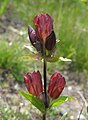 * Nomination Purple gentian (Gentiana purpurea) --Robert Flogaus-Faust 15:30, 18 May 2024 (UTC) * Promotion  Support Good quality. --XRay 15:46, 18 May 2024 (UTC)