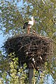 A symbol of Belarus - white stork on a nest