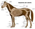 Español: Esqueleto del caballo