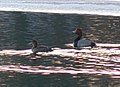 Redhead Duck (Aythya americana)