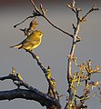 * Nomination Phylloscopus collybita. By User:Ігор Червоненко --Anntinomy 08:14, 17 August 2021 (UTC) * Decline  Oppose Nice photo, but th bird is not sharp enough. --Steindy 21:53, 17 August 2021 (UTC)