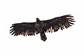 * Nomination White-tailed Eagle (Haliaeetus albicilla), immature, Svolvær, Lofoten, Norway --Poco a poco 06:59, 28 May 2020 (UTC) * Promotion Good quality. --Moroder 10:37, 4 June 2020 (UTC)