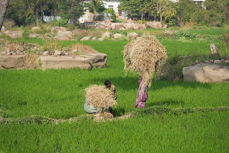 File:Anegundi - Rice Farmers - 1.jpg