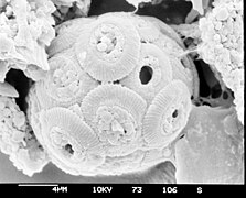 Coccolithus pelagicus