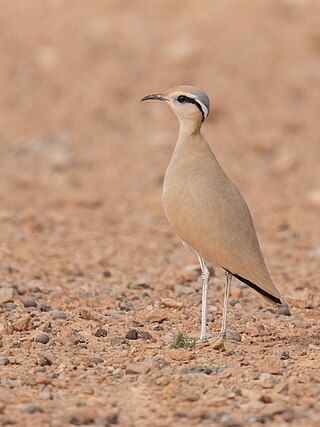 Cream-colored courser (Cursorius cursor) in Jbil National Park