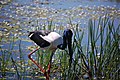 Black-necked Stork