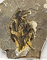 * Nomination Fossil of Longipteryx chaoyangensis --Tiouraren 13:05, 26 September 2021 (UTC) * Promotion Good quality. --Moroder 19:34, 4 October 2021 (UTC)