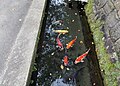 Carp streams in Obi 飫肥地区に放流されている鯉