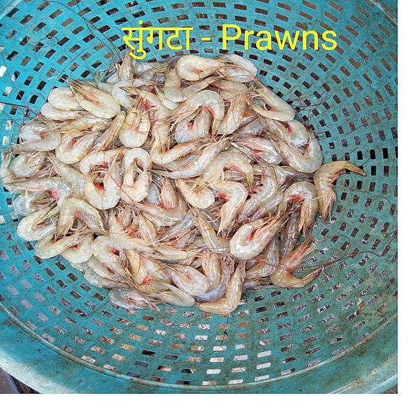 File:Prawns - सुंगटा.jpg