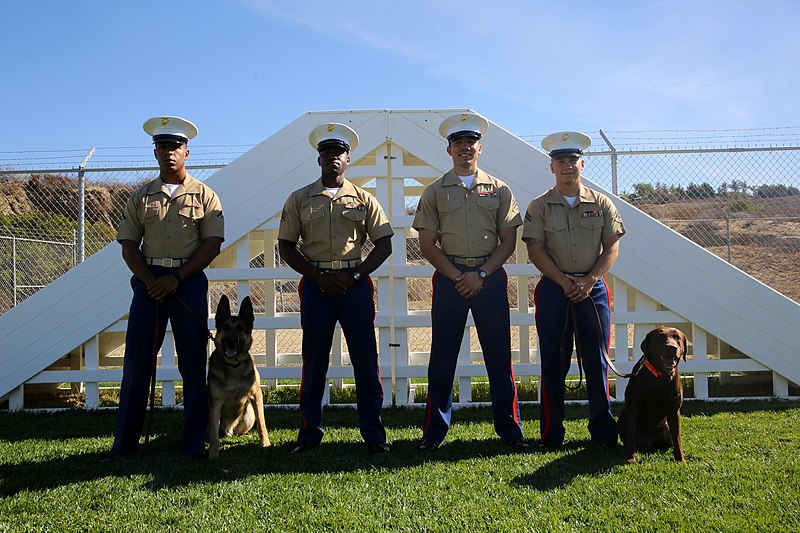 File:San Francisco Fleet Week 2014 Canine Demonstration 141003-M-PC317-007.jpg