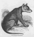 "Dog-head Thylacinus." The Pictorial Museum of Animated Nature. c1850