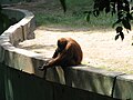 Orangutan begging.