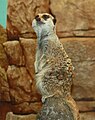 Meerkat