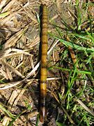 Equisetum fluviatile