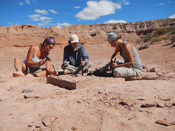 The paleontologists Rocío Vera and Lucila Fernández, together with the technician Eliana Cimorelli collect a fossil skeleton from Cretaceous rocks. Photo by Paleoninja