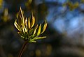 9 Lilac leaf buds at Myrstigen 2 uploaded by W.carter, nominated by Артём 13327,  11,  2,  0