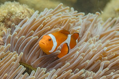 Ocellaris clownfish (Amphiprion ocellaris) in a magnificent sea anemone (Heteractis magnifica), Anilao, Philippines.