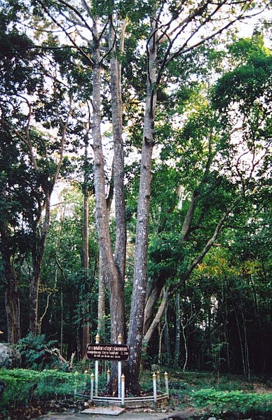 File:Shorea roxburghii.jpg