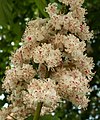 Aesculus hippocastanum ‘Baumannii’