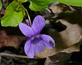 Wald-Veilchen - Viola reichenbachiana, im Waldpark Neckarau