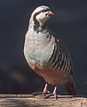 Chukar pheasant, National bird of Pakistan